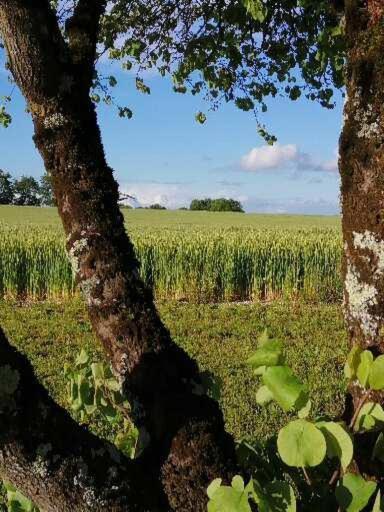 Les Cypres De Crose I Villa Badefols-sur-Dordogne Ngoại thất bức ảnh